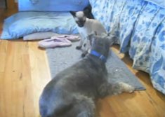 dogcat